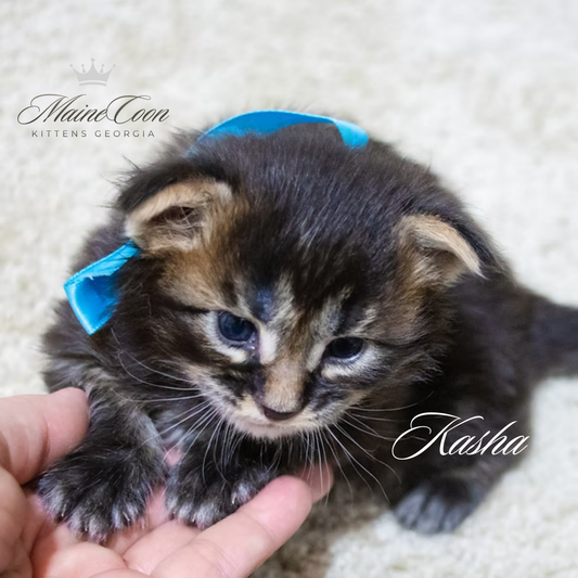 Maine Coon Kitten Deposit